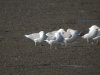 Larus sp. at Hole Haven Creek (Steve Arlow) (88961 bytes)